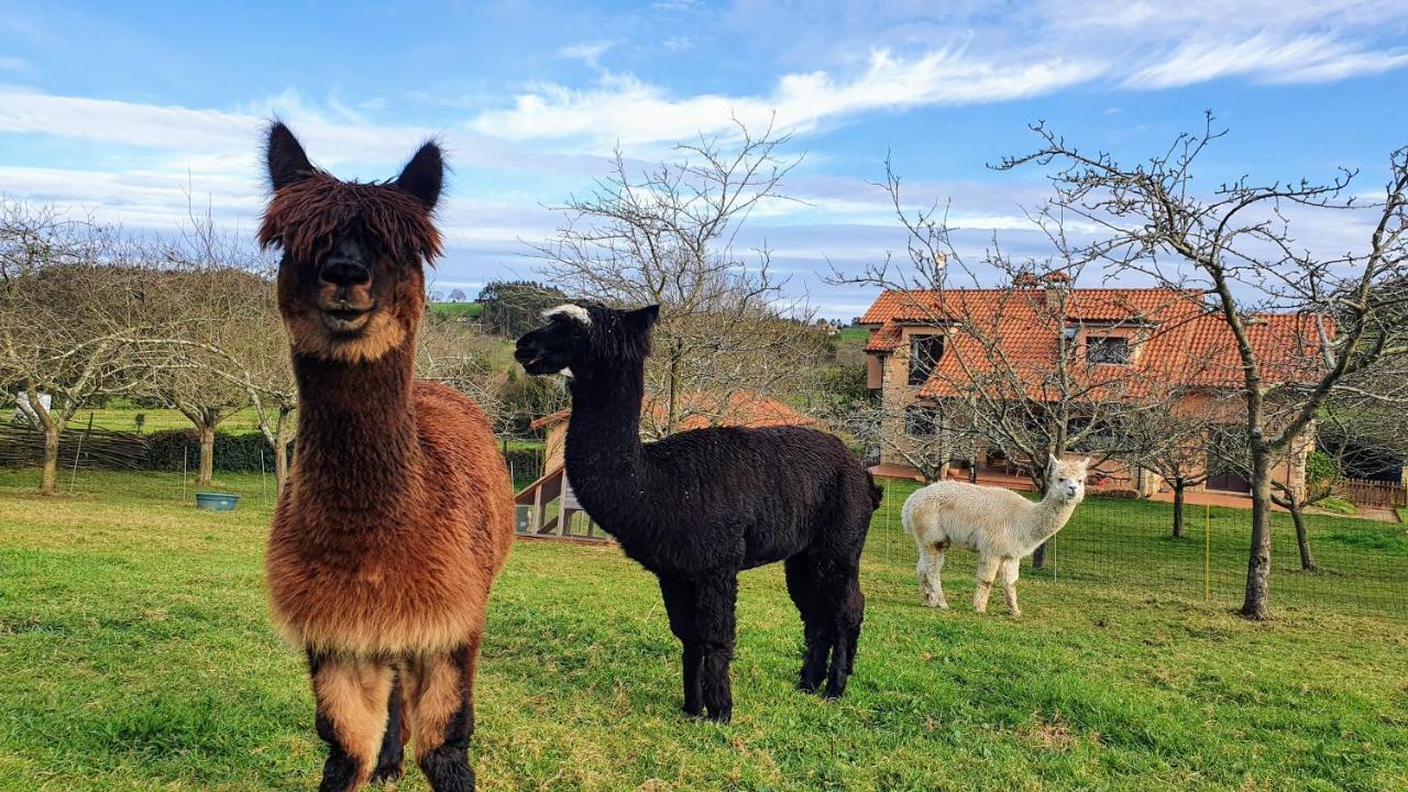 Hotel 3 Alpacas La Campa المظهر الخارجي الصورة