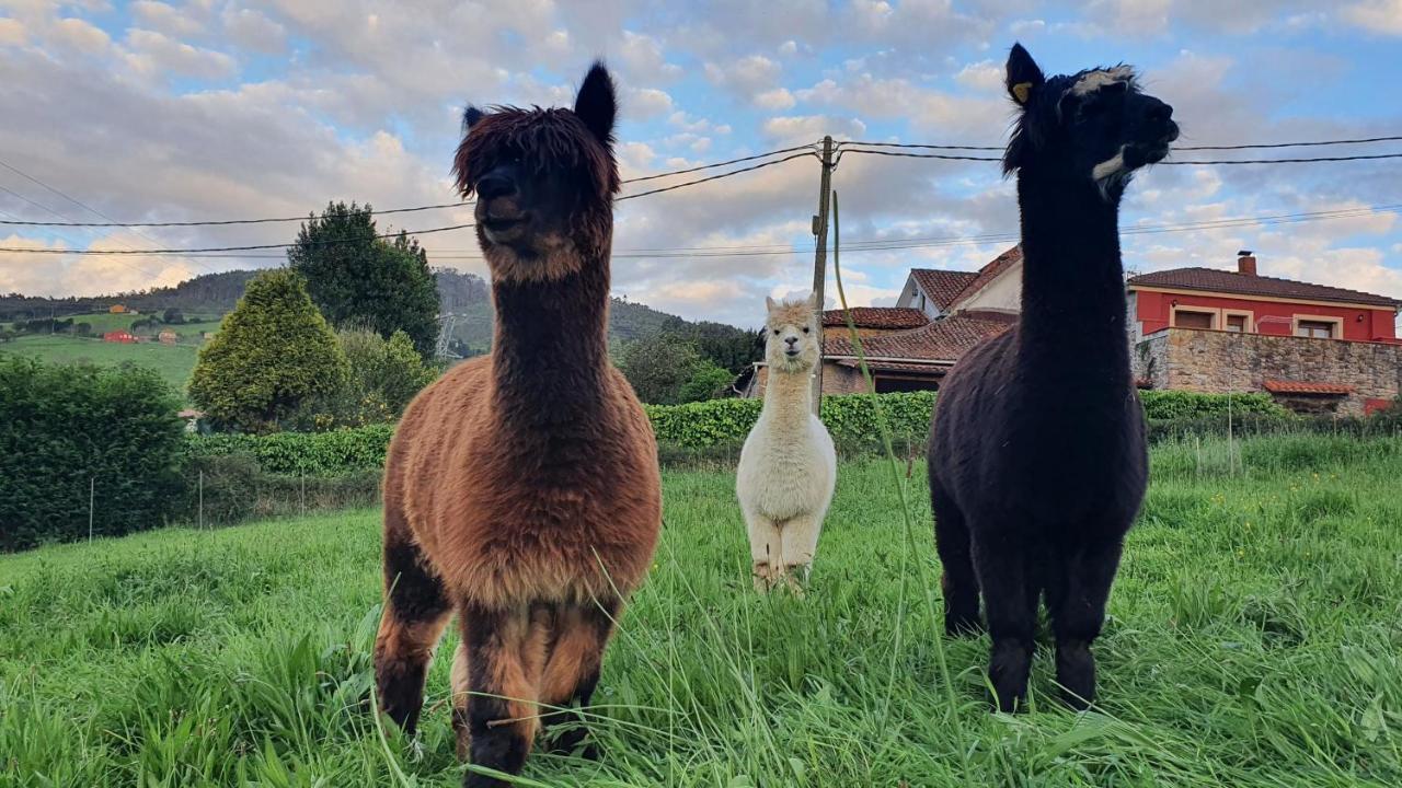 Hotel 3 Alpacas La Campa المظهر الخارجي الصورة