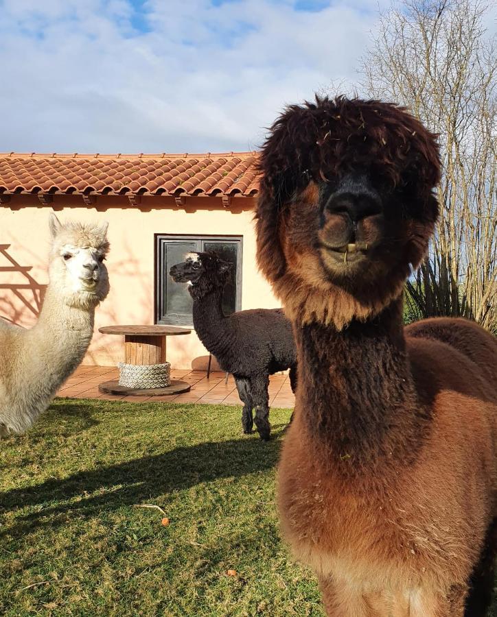 Hotel 3 Alpacas La Campa المظهر الخارجي الصورة