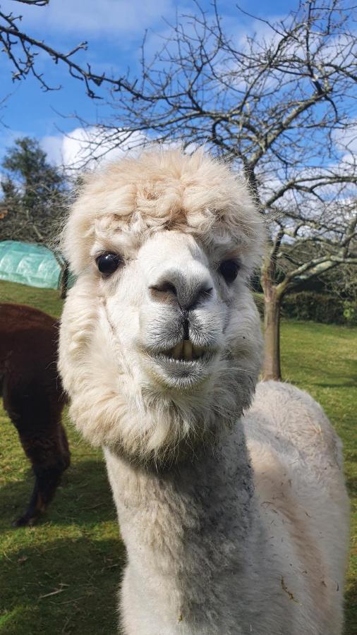 Hotel 3 Alpacas La Campa المظهر الخارجي الصورة