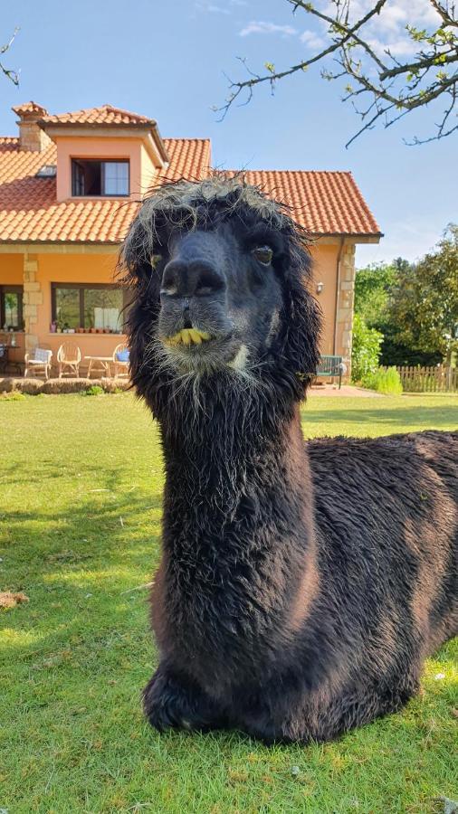 Hotel 3 Alpacas La Campa المظهر الخارجي الصورة