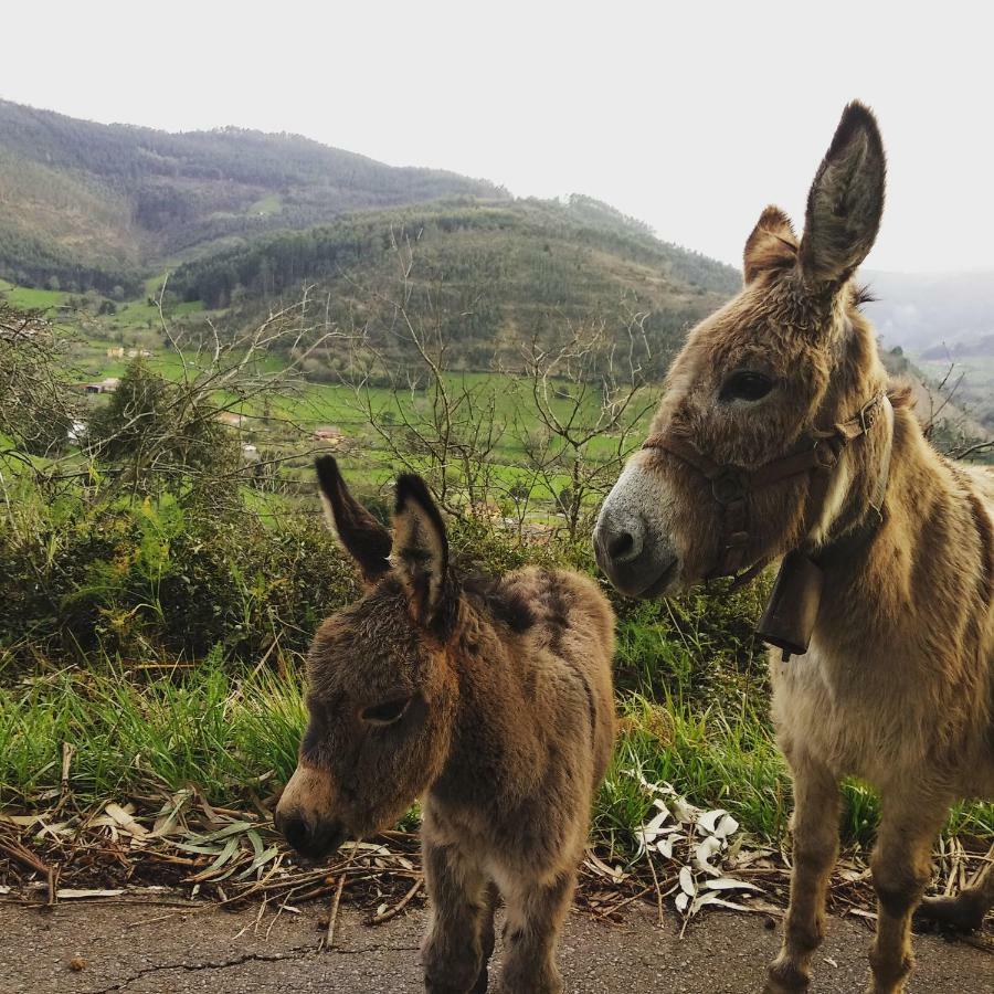 Hotel 3 Alpacas La Campa المظهر الخارجي الصورة